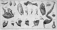 Development of the flea from egg to adult. Antonie van Leeuwenhoek, c. 1680