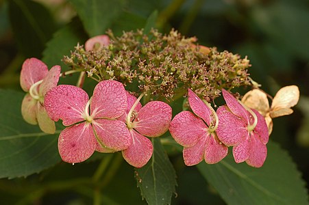Hydrangea macrophylla (Bigleaf Hydrangea)
