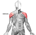 Дельтасыман мускул