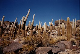 A part of Incahuasi Island inside the Salar, featuring giant cacti