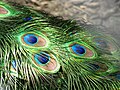 Image 10The brilliant iridescent colours of the peacock's tail feathers are created by Structural coloration. (from Animal coloration)
