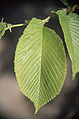 Asymmetry of leaf, slippery elm U. rubra