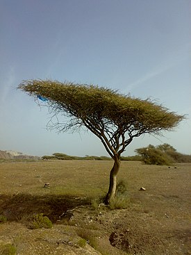 Kierreakaasia (Acacia tortilis)