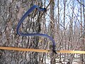 Image 23Sugar maple (Acer saccharum) tapped to collect sap for maple syrup (from Tree)