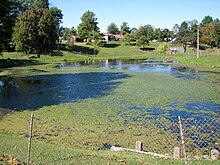 Image of an algae covered pond