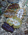 المحار العملاق في الشعاب المرجانية