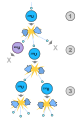 Image 57A schematic nuclear fission chain reaction. 1. A uranium-235 atom absorbs a neutron and fissions into two new atoms (fission fragments), releasing three new neutrons and some binding energy. 2. One of those neutrons is absorbed by an atom of uranium-238 and does not continue the reaction. Another neutron is simply lost and does not collide with anything, also not continuing the reaction. However, the one neutron does collide with an atom of uranium-235, which then fissions and releases two neutrons and some binding energy. 3. Both of those neutrons collide with uranium-235 atoms, each of which fissions and releases between one and three neutrons, which can then continue the reaction. (from Nuclear fission)