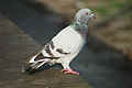 rock pigeon in Pirna