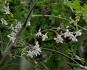 Branch of a fully grown moringa tree with flowers and leaves (West Bengal)