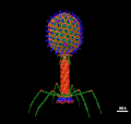 Thumbnail for Bacteriophage