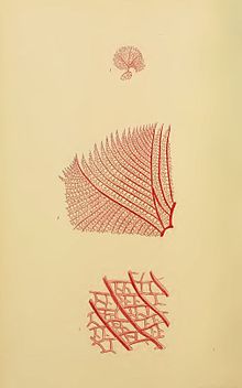 Claudea bennettiana (Vanvoorstia bennettiana) by William Henry Harvey