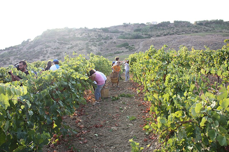 File:Hand harvesting in Sicily.jpg
