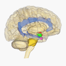 rotating human brain with various parts highlighted in different colors