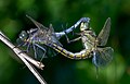 Image 4Sexual reproduction is nearly universal in animals, such as these dragonflies. (from Animal)