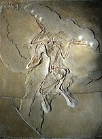 Thumbnail for Archaeopteryx