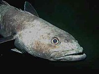 The Antarctic toothfish have large, upward looking eyes, adapted to detecting the silhouettes of prey fish.[27]