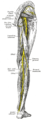 Sağ ekstremitenin alt bölümündeki sinirlerin posterior (arkadan) görünüşü.