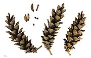 Cones and seeds