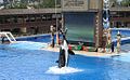 An orca performs as "Shamu" at SeaWorld San Diego.