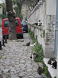 Thumbnail for Feral cats in Istanbul