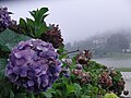 Hydrangea flowers in the fog