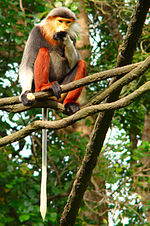 A grey and orange monkey sitting on a branch