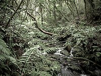Pureora Forest Park, a subtropical rainforest in North Island