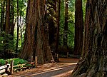 Thumbnail for Henry Cowell Redwoods State Park