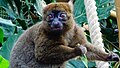 Madagaskar: breedsnuithalfmaki