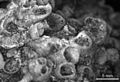 Septalites septatus from the Silurian of Gotland