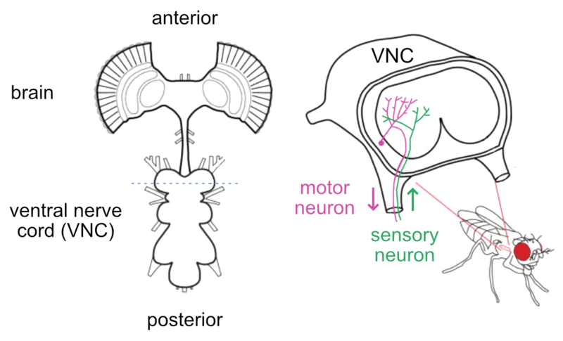 File:Ventral nerve cord of Drosophila.png
