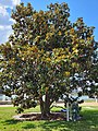Southern Magnolia in Lakeland, FL.