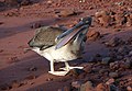 Pelicanu pardu de los Galápagos (Pelecanus occidentalis urinator)
