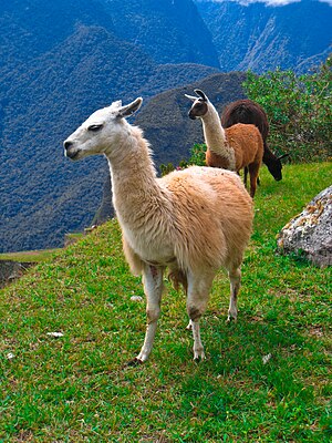 Lamas (Lama glama) ap de Weede in do Ruinen fon Machu Picchu