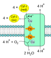 Electron transport in cytochrome c oxidase (originally by TimVickers)