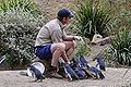 Zoo keeper with Little Penguins (Eudyptula minor) at Melbourne Zoo.