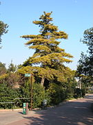 Piñeiro insigne (Pinus radiata).