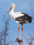 Thumbnail for Stork