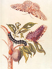 『スリナム産昆虫変態図譜』(1705)より蛾の一生。