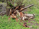 Mrtvé dřevo v pražské přírodní rezervaci Prokopské údolí