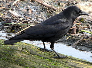 The American crow is one of the most intelligent of all animals.[58]