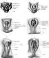 Fazy rozwoju zewnętrznych organów płciowych kobiet i mężczyzn
