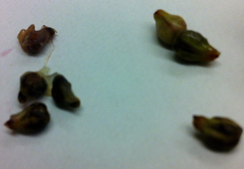 File:Grape seeds.JPG