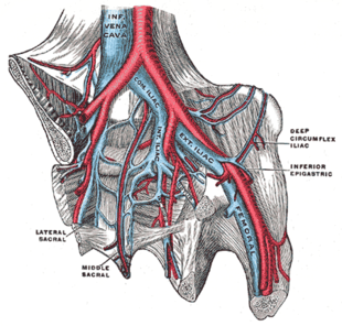 Drawing showing that moving down the body, the inferior vena cava branches into 2 common iliac veins. The common iliac veins split into the internal iliac and external iliac veins. The external iliac veins give rise to the common femoral veins.