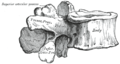 A lumbar vertebra seen from the side