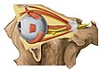 Image showing orbita with eye and periocular fat