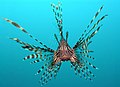 Pterois volitans (Rascasse volante) est une espèce de poissons très venimeux.