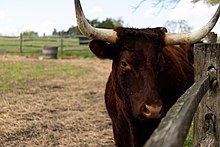 Red Devon Heritage Breed Cow