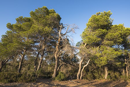 Pinus halepensis (Aleppo Pines)