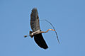 Image 17A great blue heron (Ardea herodias) flying with nesting material in Illinois. There is a colony of about twenty heron nests in trees nearby. Image credit: PhotoBobil (photographer), Snowmanradio (upload), PetarM (digital retouching) (from Portal:Illinois/Selected picture)
